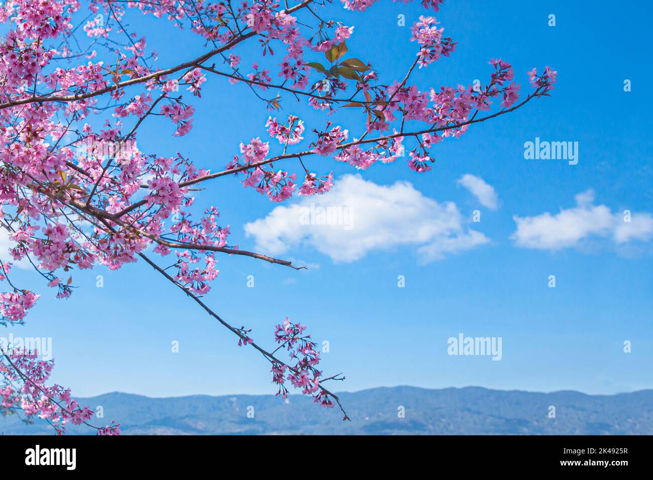 Mai Anh Dao prunus cerasoides flower in blue sky in Lac Duong, Da Lat, Lam Dong, Viet nam, Pink cherry blossoms on the branch with blue sky during spr Stock Photo