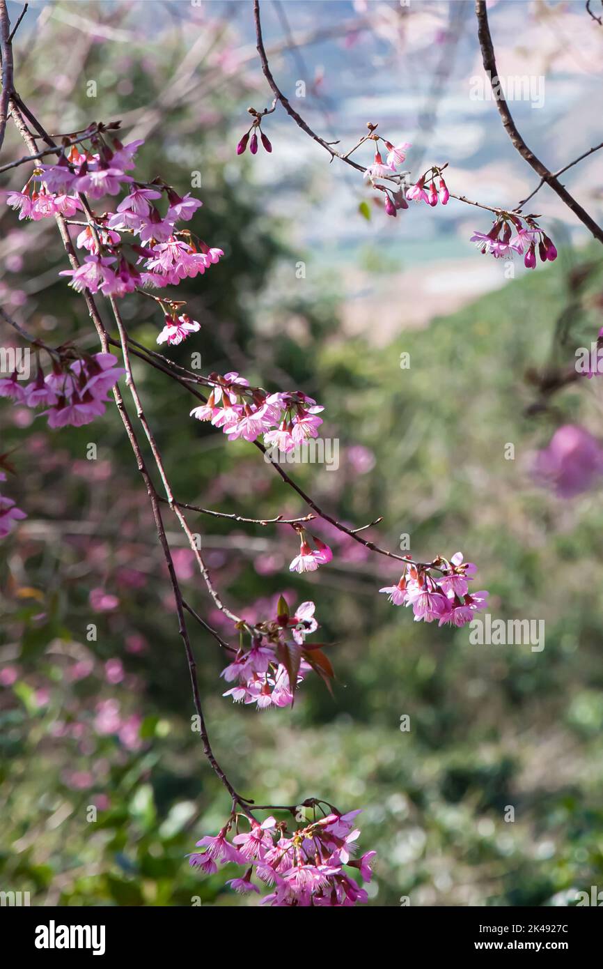 Mai Anh Dao prunus cerasoides flower in blue sky in Lac Duong, Da Lat, Lam Dong, Viet nam, Pink cherry blossoms on the branch with blue sky during spr Stock Photo