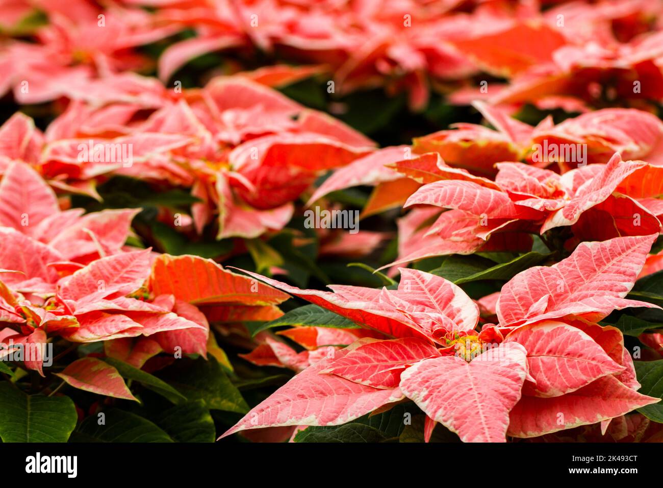 Poinsettias Stock Photo