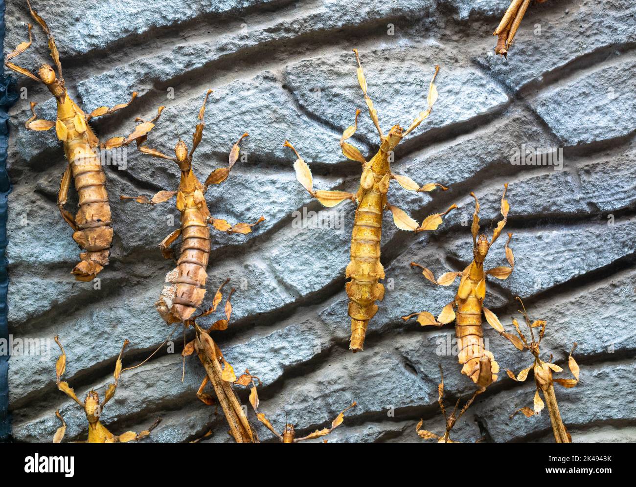 Australian spiny leaf insects (Extatosoma tiaratum) on a wall in a