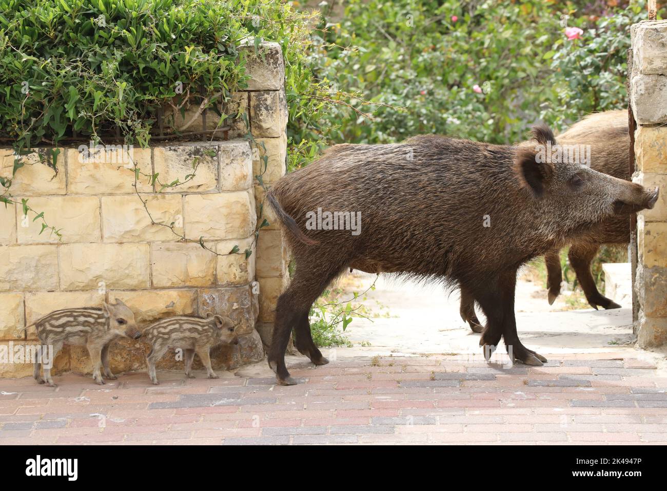 Wild pigs looking for food in the neighborhoods of downtown Haifa