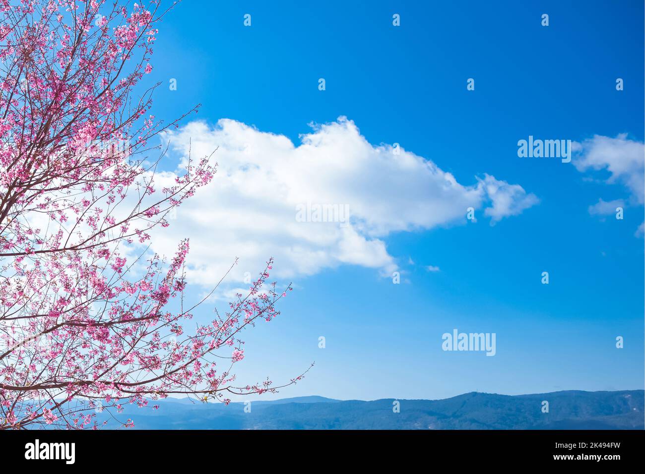 Cherry blossom, Mai Anh Dao prunus cerasoides flower in blue sky in Lac Duong, Da Lat, Lam Dong, Viet nam, Pink blossoms on the branch with blue sky d Stock Photo