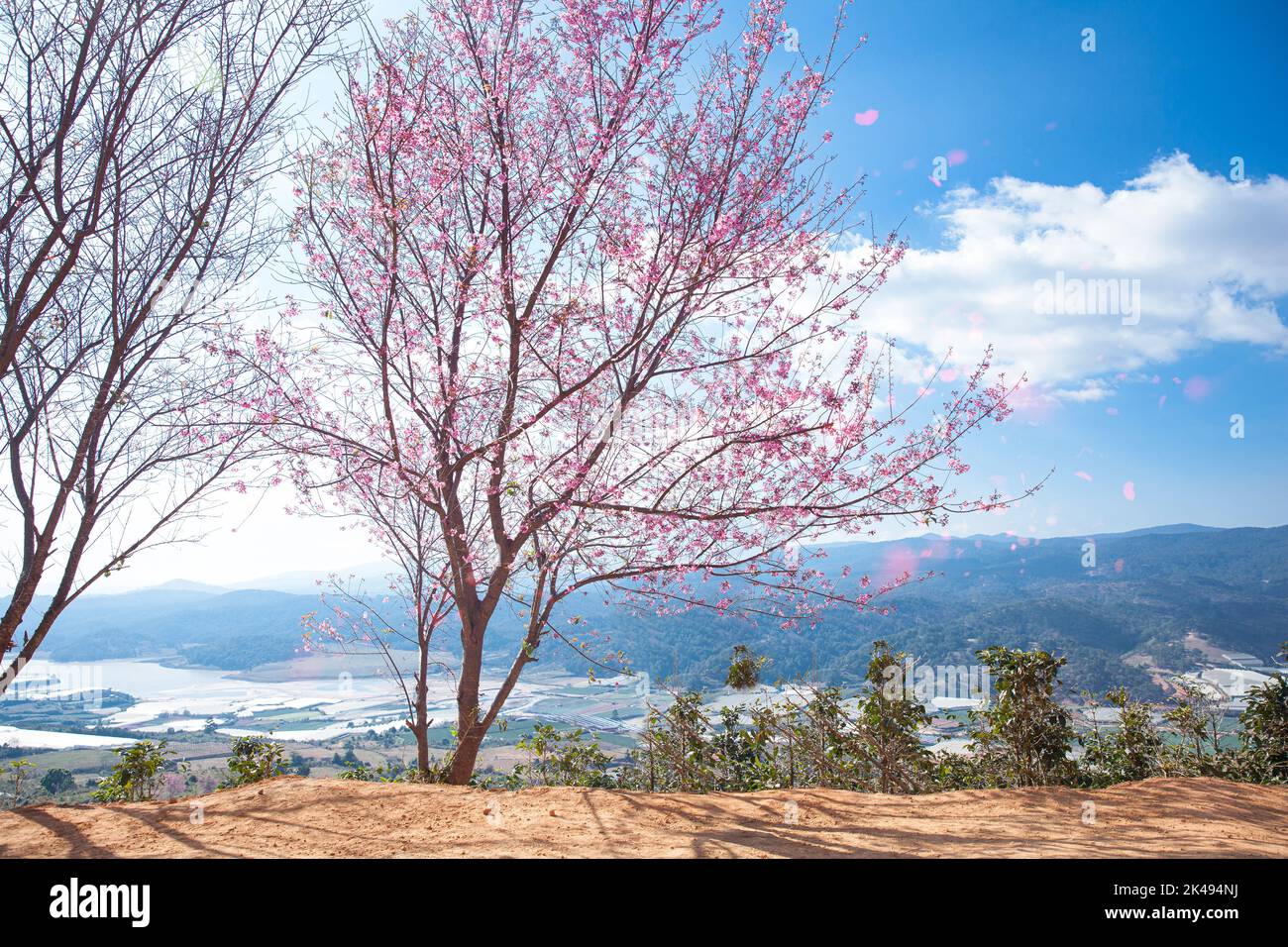 Cherry blossom, Mai Anh Dao prunus cerasoides flower in blue sky in Lac Duong, Da Lat, Lam Dong, Viet nam, Pink blossoms on the branch with blue sky d Stock Photo