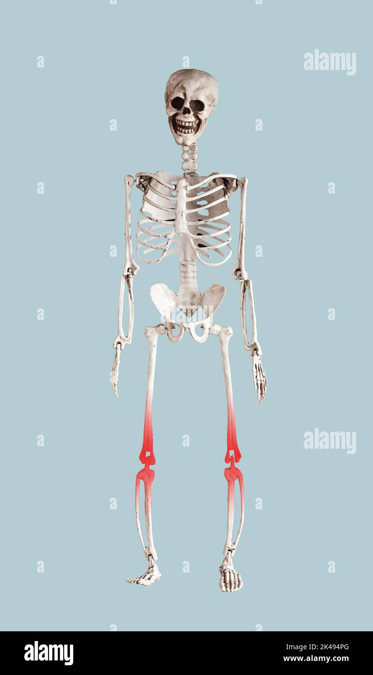Skeleton with knee pain, bone disease on blue. High quality photo Stock Photo
