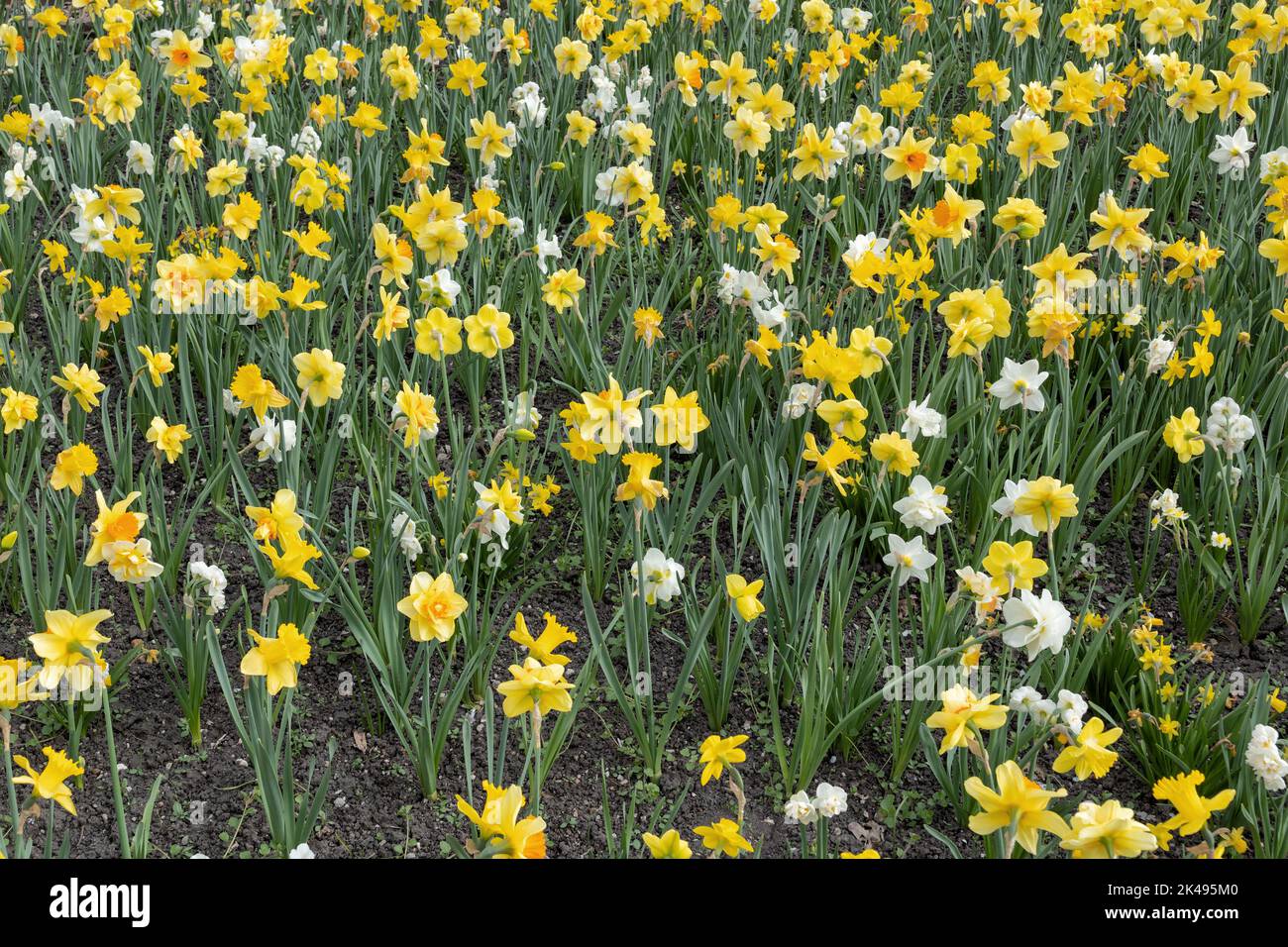 Field of Narcissus daffodil blooming flowers, spring flowering perennial plant of the amaryllis family Amaryllidaceae. Stock Photo