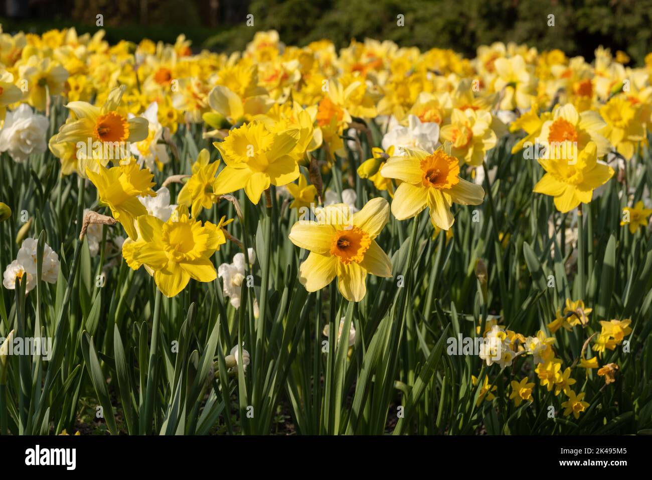 Narcissus daffodil blooming flowers in spring, flowering perennial plant of the amaryllis family Amaryllidaceae. Stock Photo