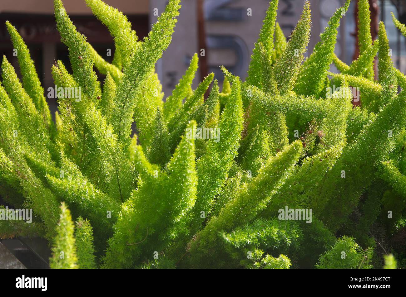 A green foxtail fern, Asparagus densiflorus, growing in a garden in los