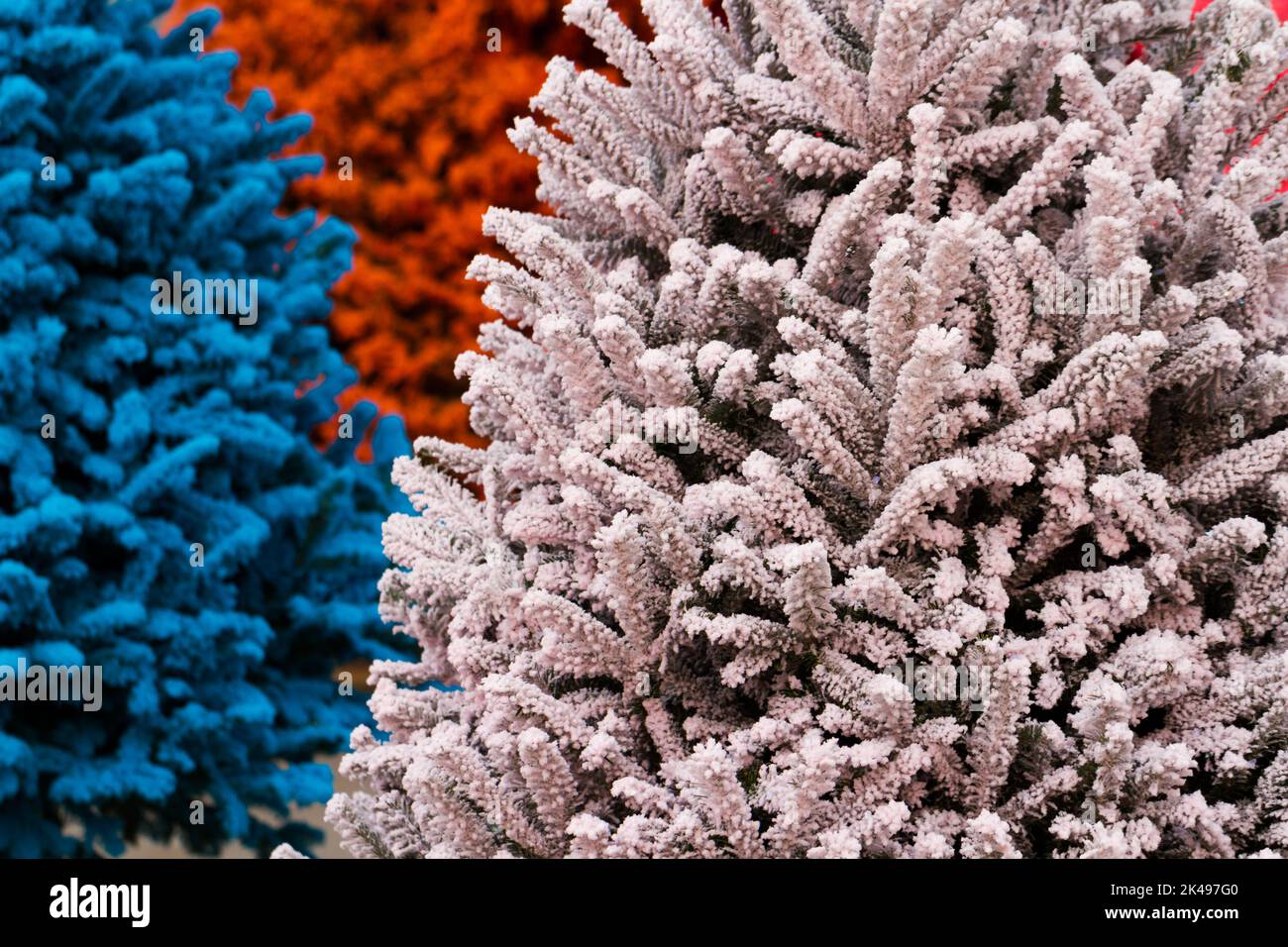 Blue flocked tree hi-res stock photography and images - Alamy