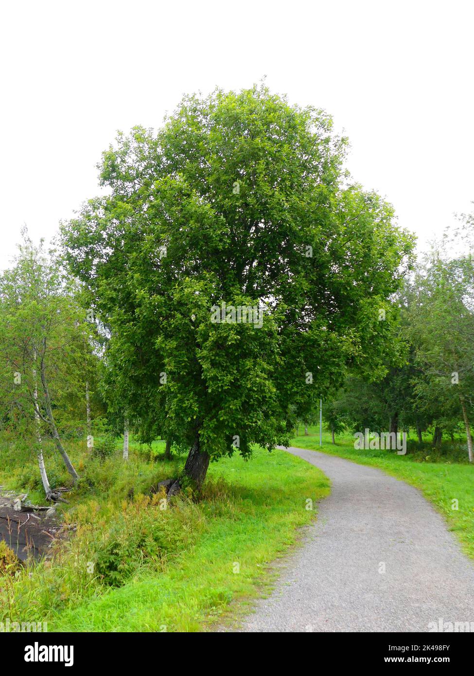 Boardwalk walkway trees hi-res stock photography and images - Alamy