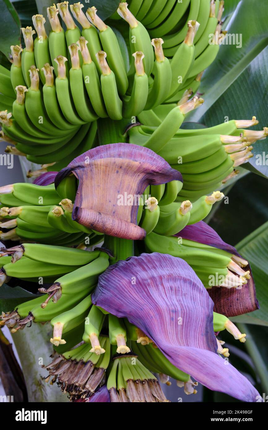 Baby Bananas in the Plant's Cluster Stock Photo