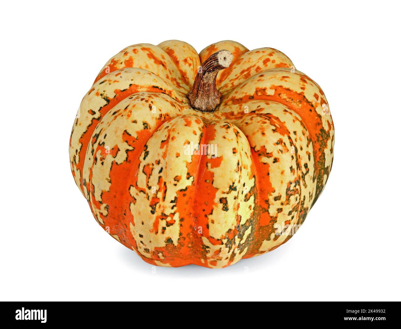 small edible pumpkin, cucurbita pepo, also called Lil-Pump-Ke-Mon or