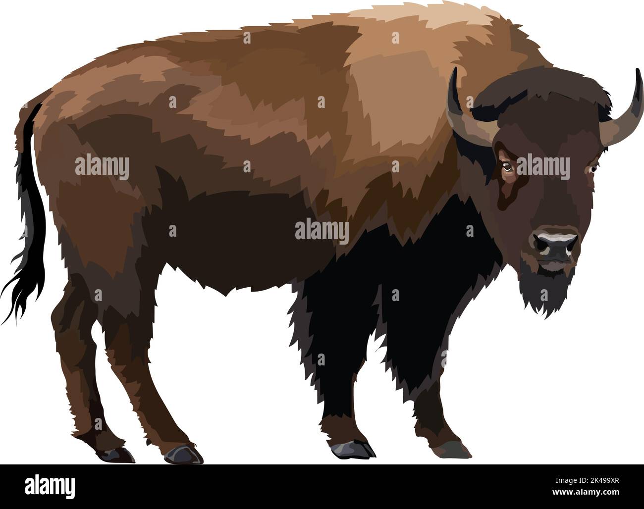 Brown zubr buffalo bison realistic vector illustration Stock Vector