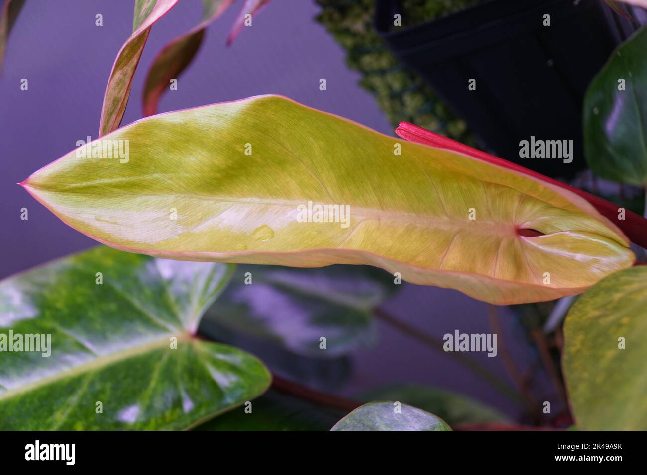 big tomatoes plants Buy Tomato Plant 'Big Boy' Plants & Trees Online main image 0