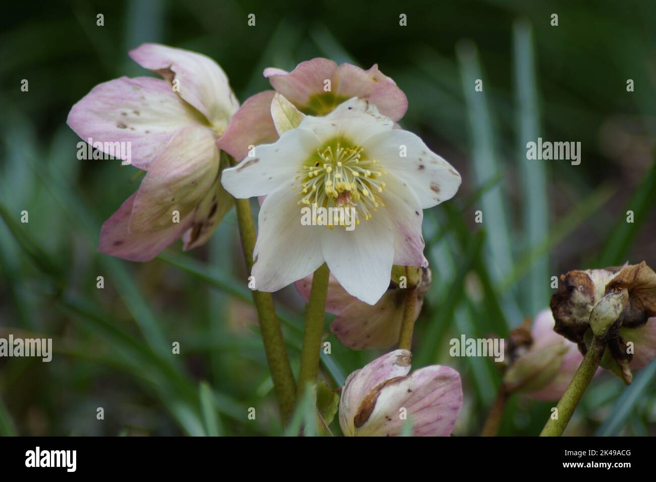 Helleborus niger flowers in the garden Stock Photo