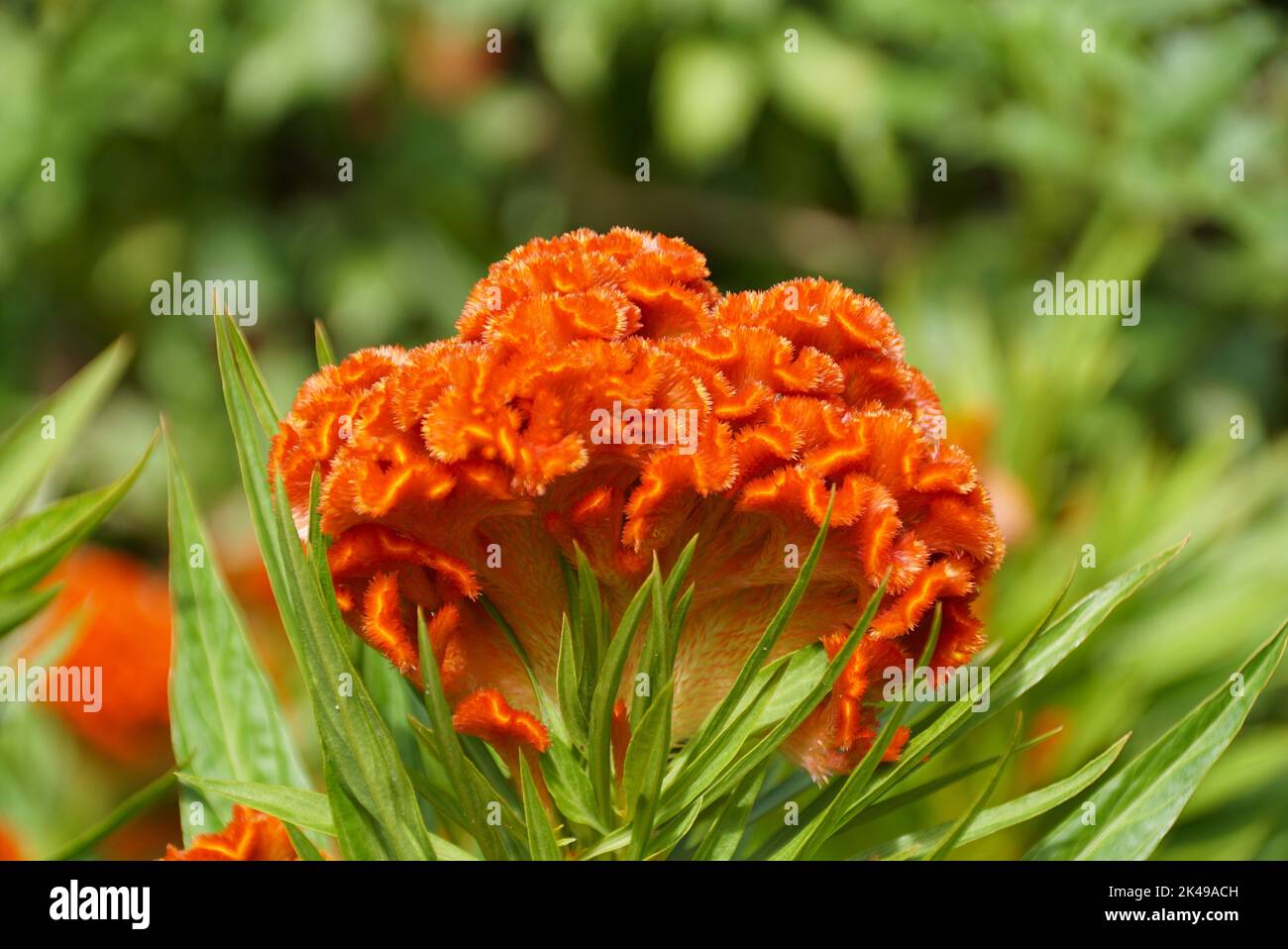The bright red color of Celosia Argentea 'Twisted Orange', also known ...