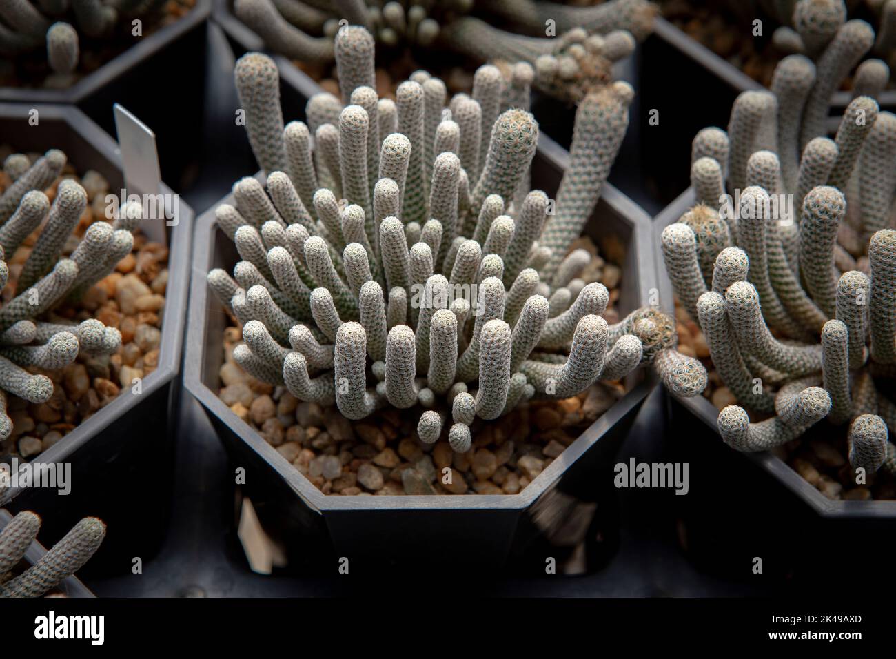 Cactus Turbinicarpus Minima growth in planting pot Stock Photo