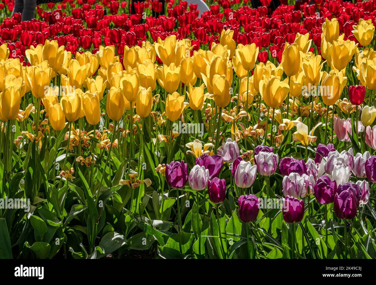 Tulips at Keukenhof Gardens Stock Photo - Alamy
