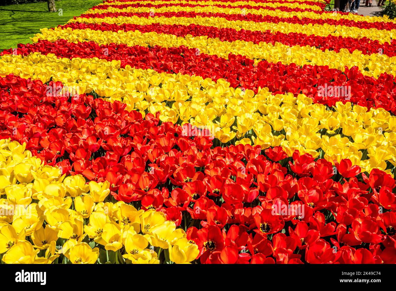 Tulips at Keukenhof Gardens Stock Photo