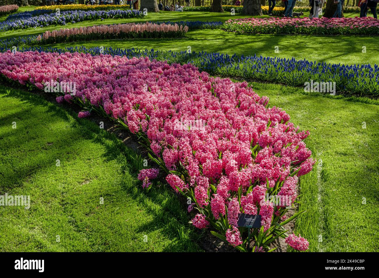 Hyacinths at Keukenhof Gardens Stock Photo