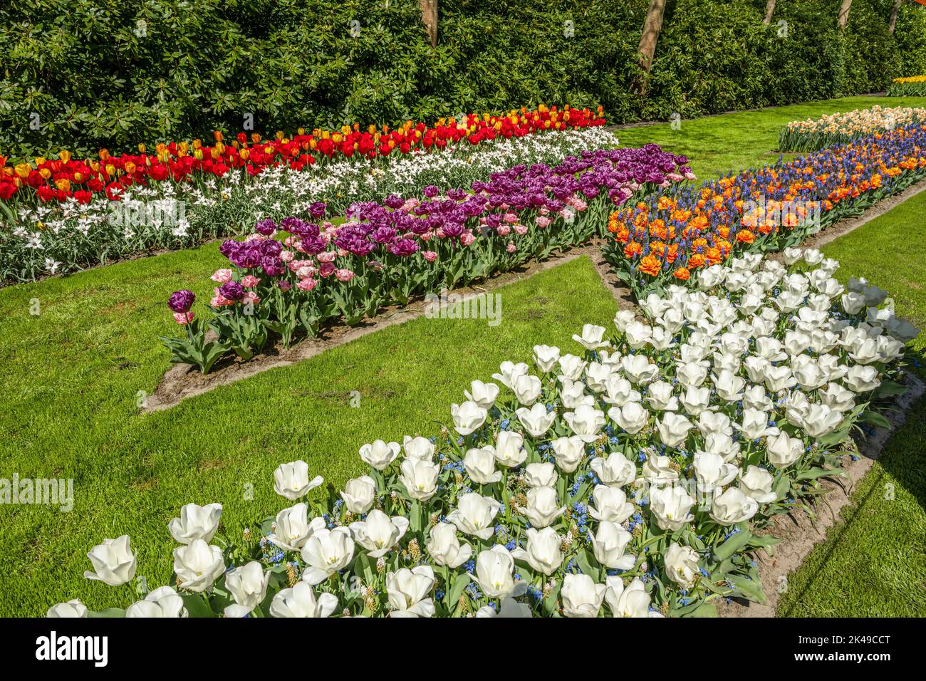 Tulips at Keukenhof Gardens Stock Photo