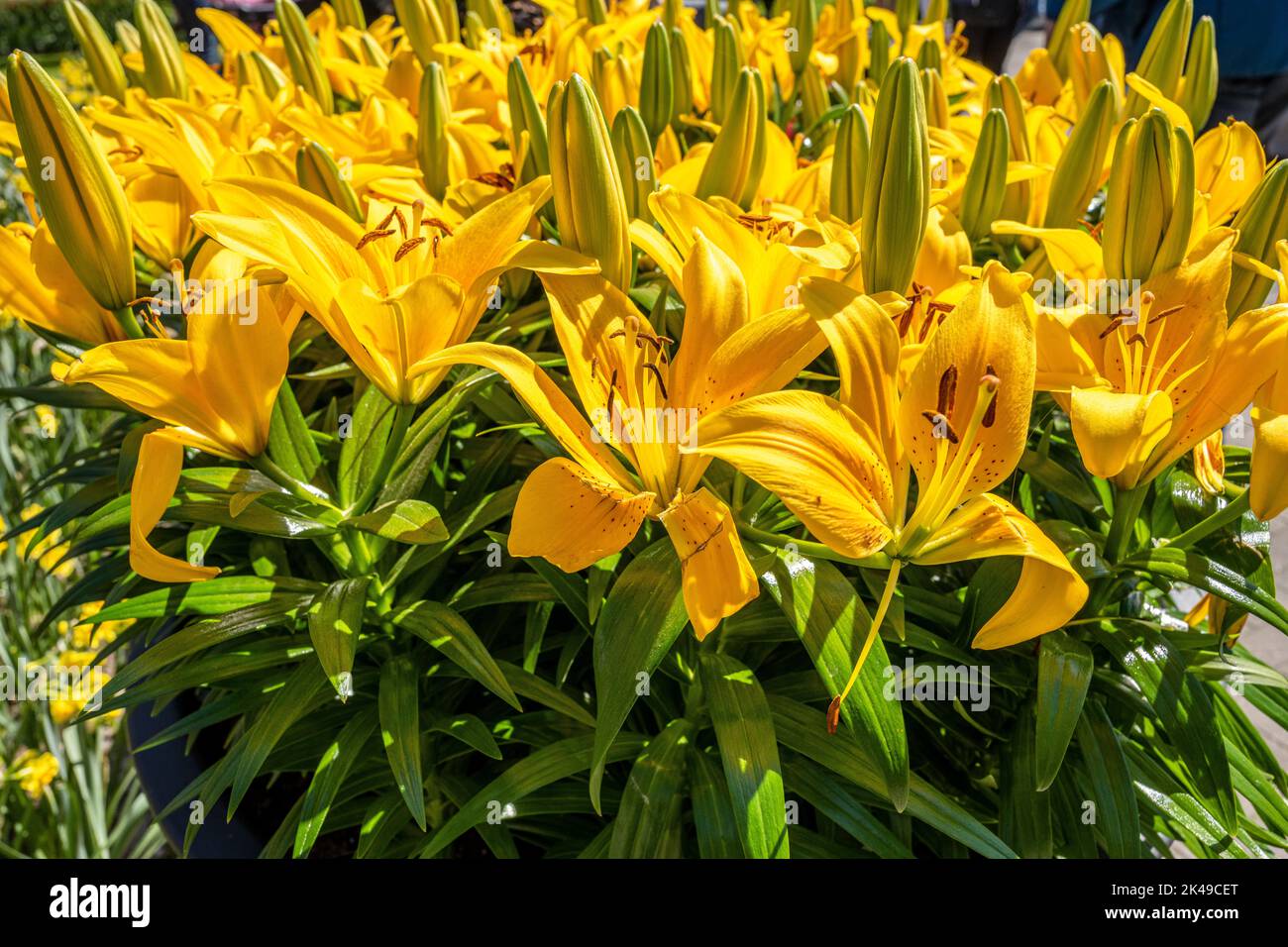 Lillies at keukenhof gardens hi-res stock photography and images - Alamy