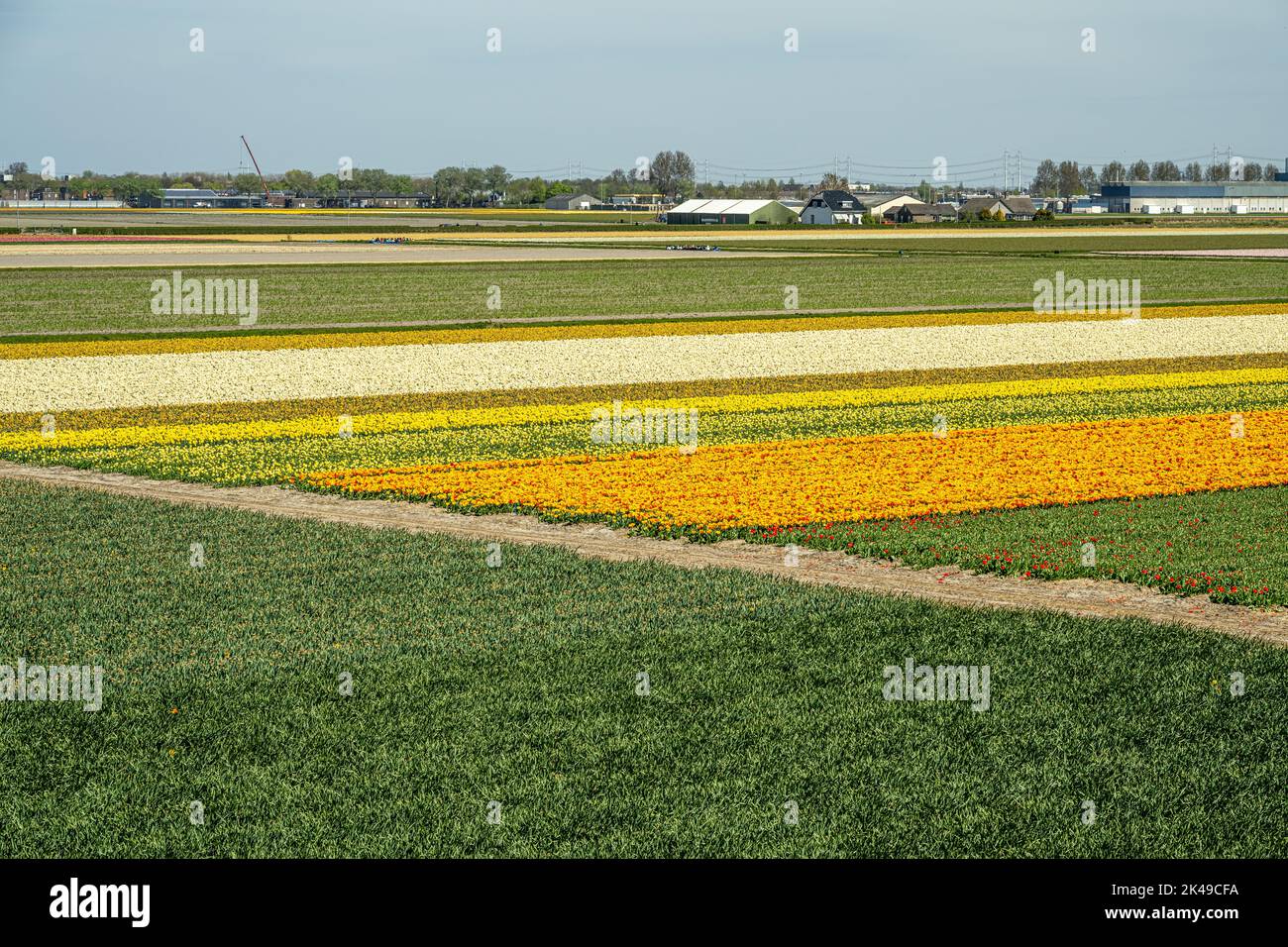 Bulb fields near Keukenhof Gardens Stock Photo