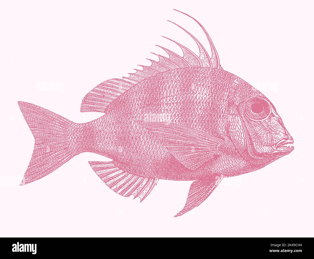 King soldierbream argyrops spinifer, marine fish in side view Stock Vector