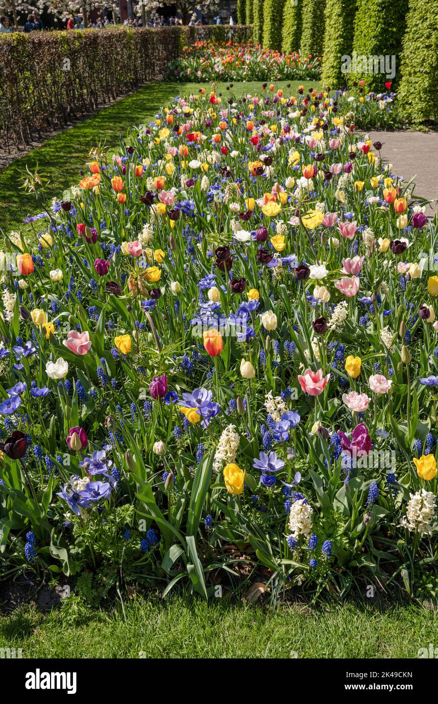 Tulips at Keukenhof Gardens Stock Photo