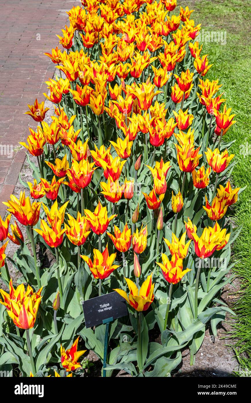 Tulips at Keukenhof Gardens Stock Photo