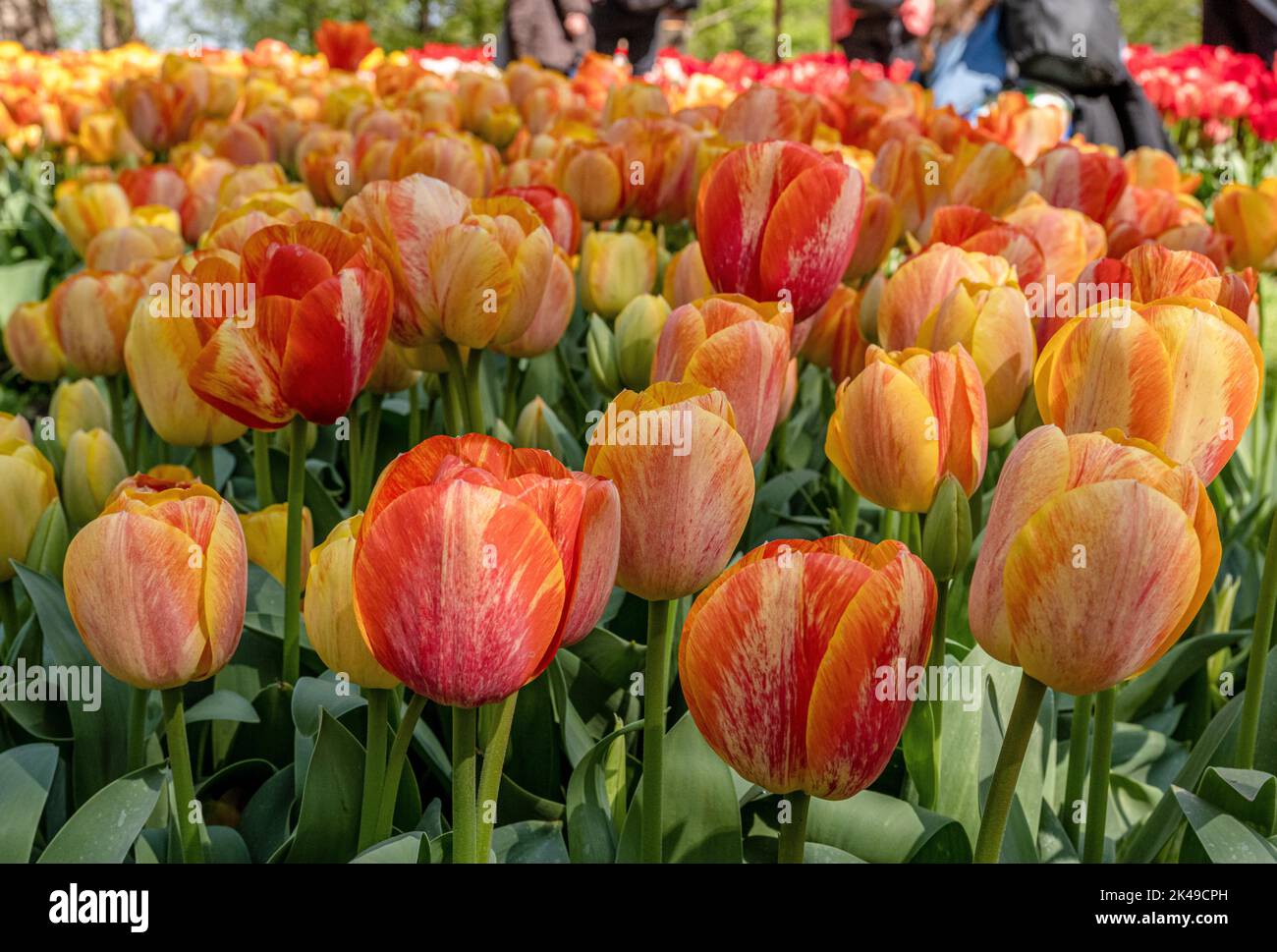 Tulips at Keukenhof Gardens Stock Photo