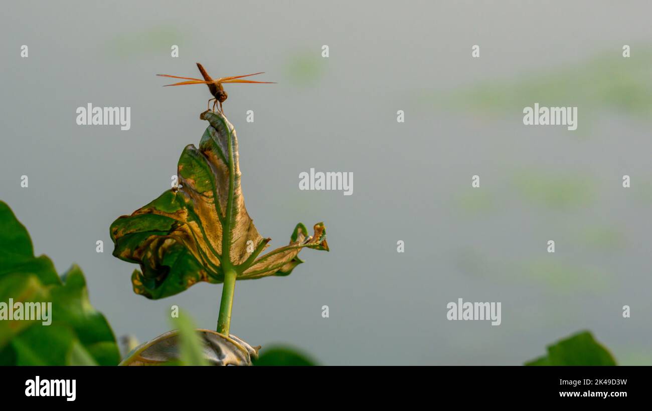 A grasshopper sits and swings on a leaf. Stock Photo