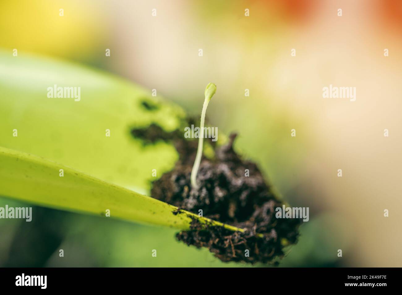 green seedling growing out of soil Stock Photo - Alamy