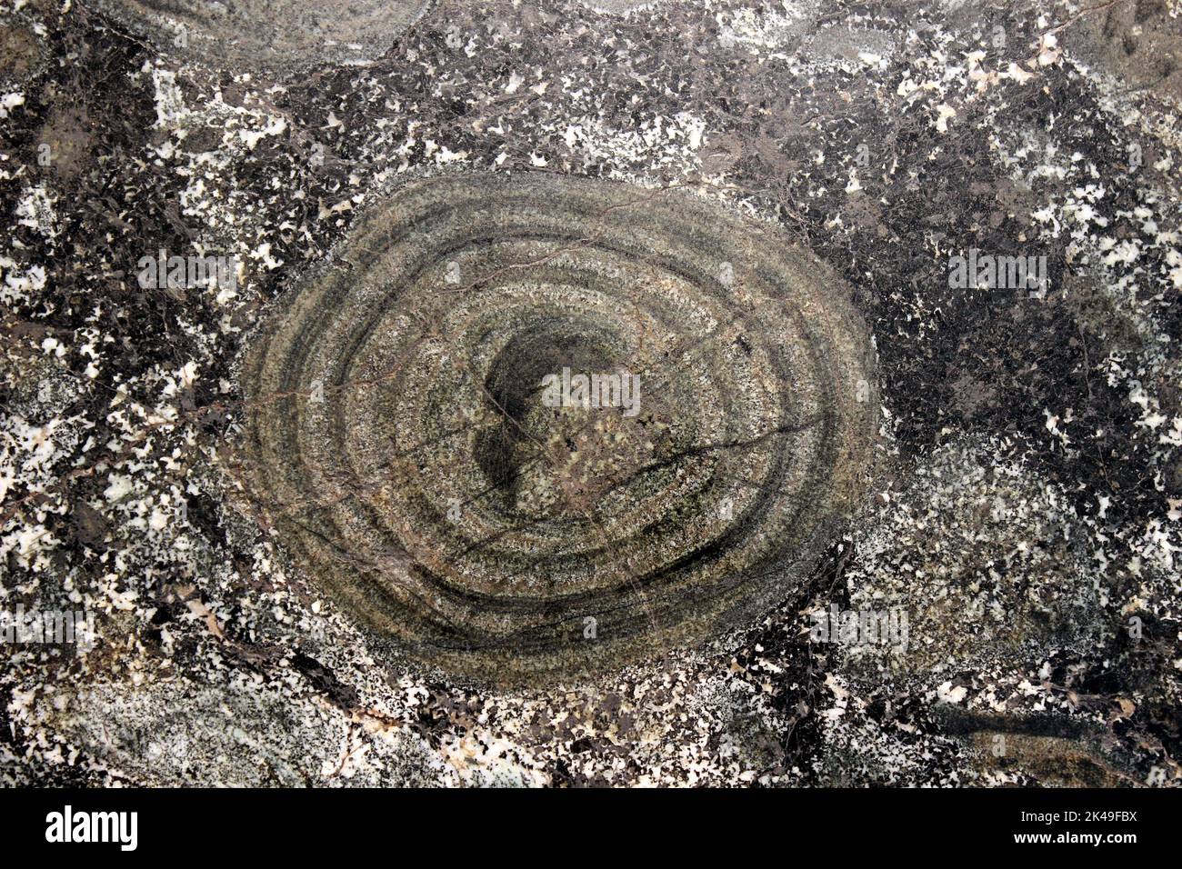 Orbicular Diorite - sometimes called Black Granite, Alderney, Channel Islands Stock Photo