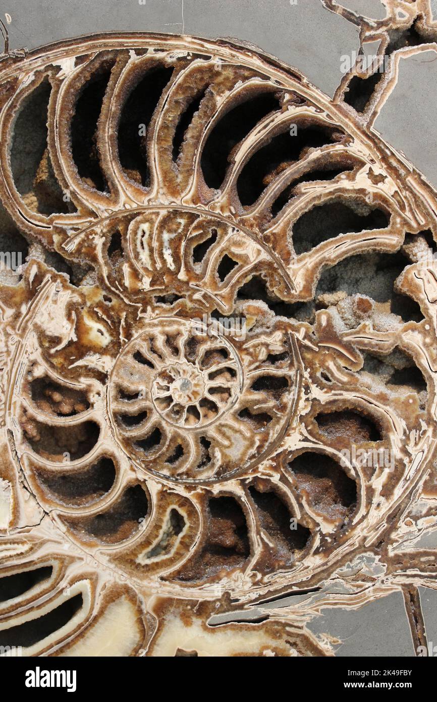 Ammonite Coroniceras (Arietites) stellaris Stock Photo