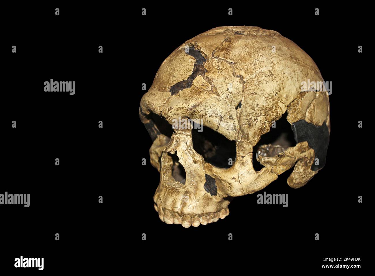 Homo sapiens young adult skull Qafzeh Cave, Israel - Qafzeh 6 Stock Photo