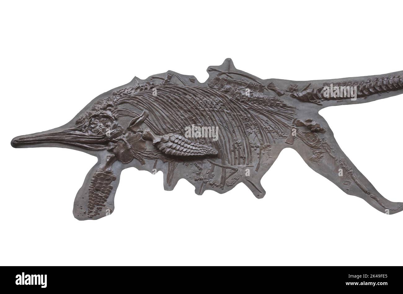 Ichthyosaur - Stenopterygius quadriscissus Stock Photo