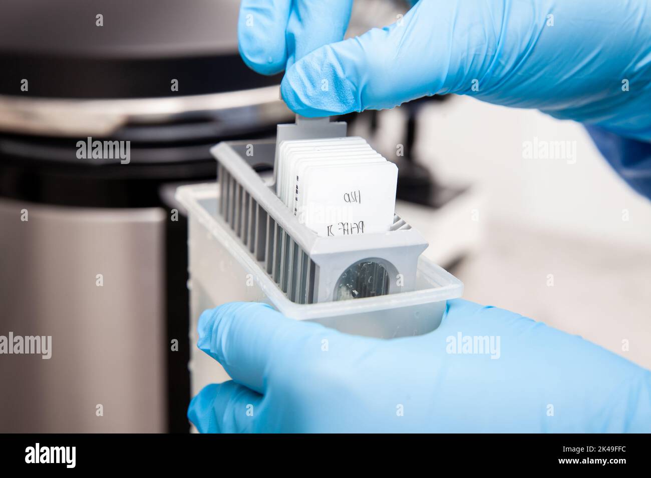 Scientist preparing slides with tissue samples for immunohistochemistry