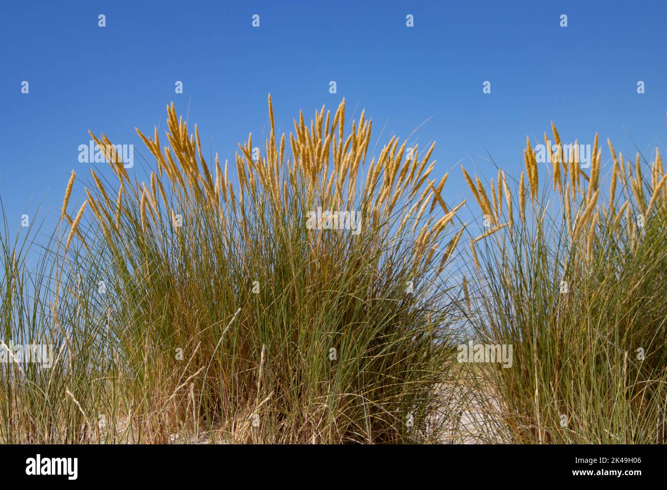 Close up of beach or marram grass, also called Ammophila arenaria or Strandhafer Stock Photo