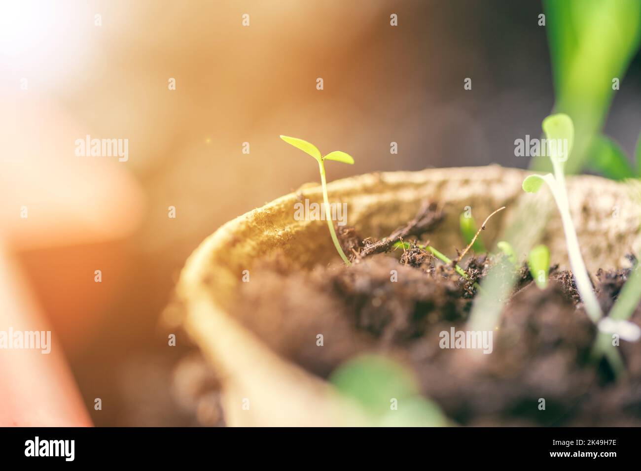 green seedling growing out of soil Stock Photo - Alamy