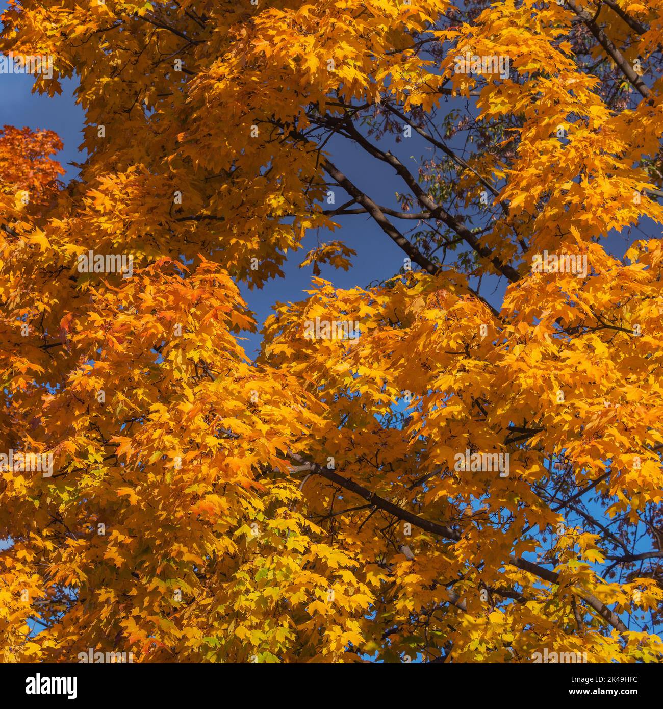 Maple trees in the city park at autumn day time Stock Photo - Alamy