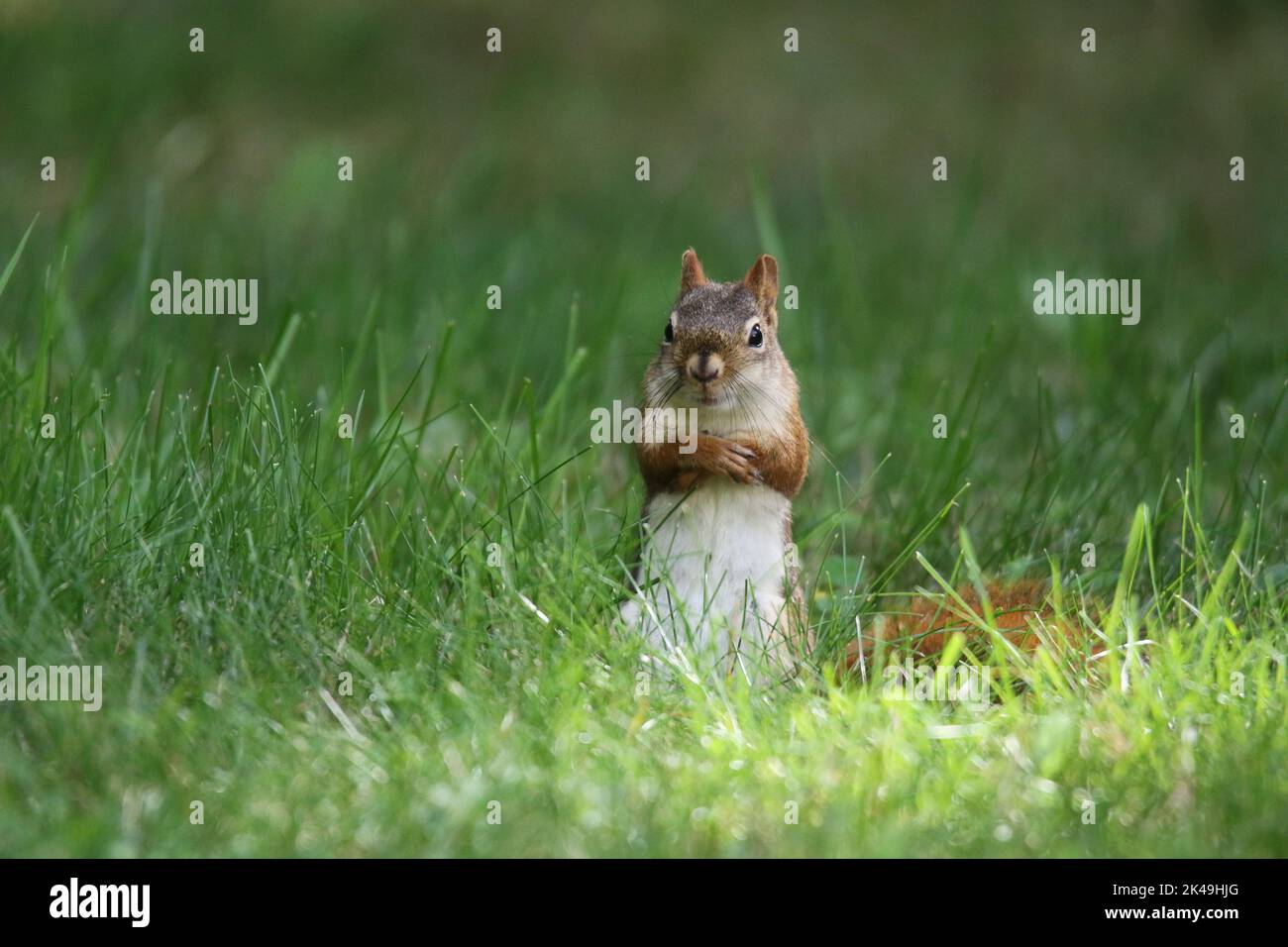 Red squirrel Tamiasciurus hudsonicus out foraging for food in grass in a back yard in Fall Stock Photo