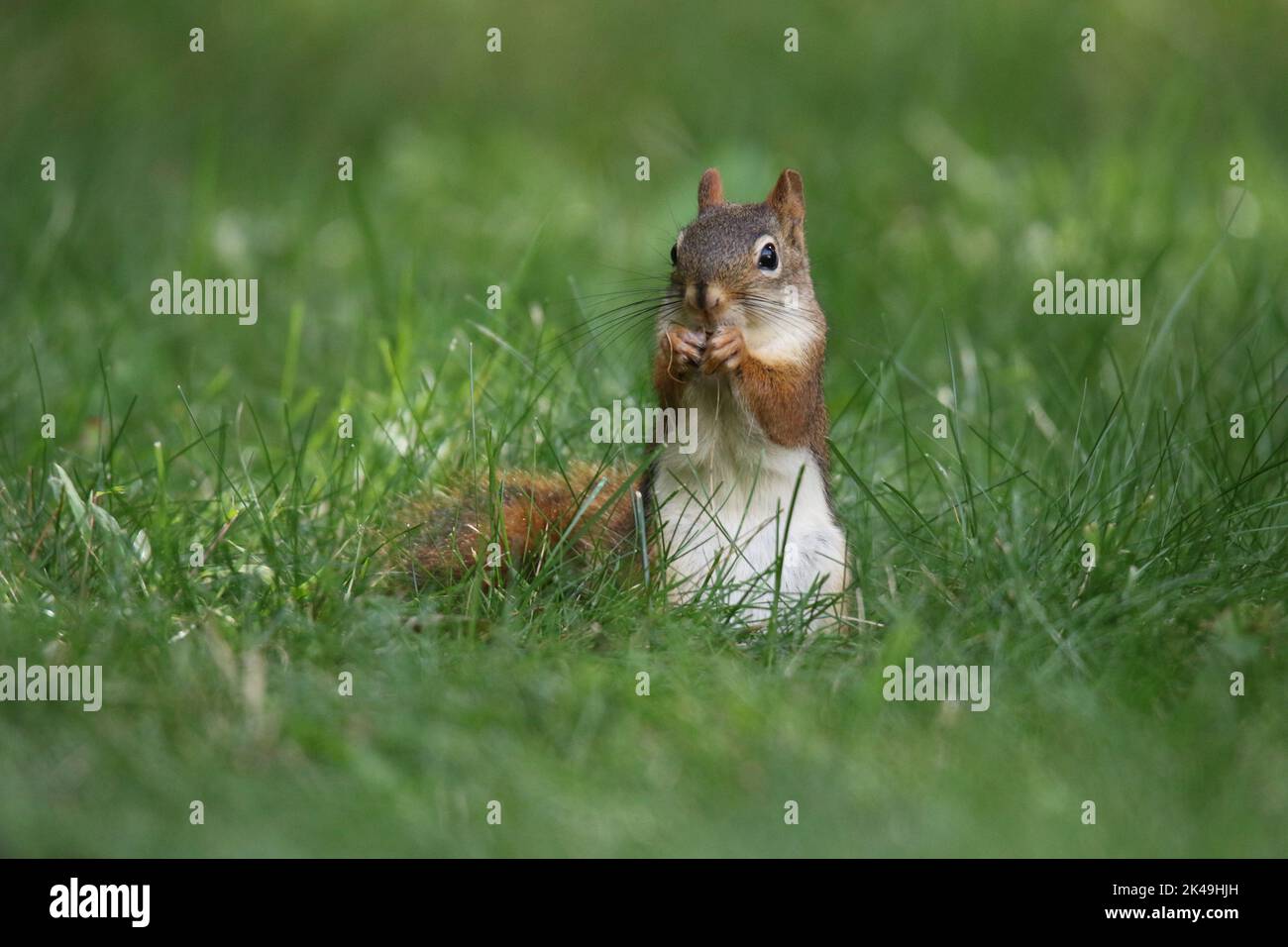 Little red squirrel Tamiasciurus hudsonicus eating acorns in a back yard in Fall Stock Photo