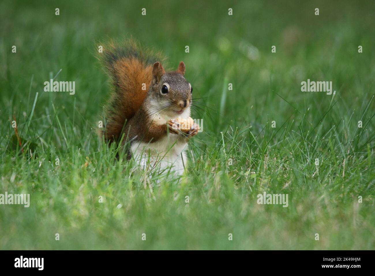 Little red squirrel Tamiasciurus hudsonicus eating acorns in a back yard in Fall Stock Photo