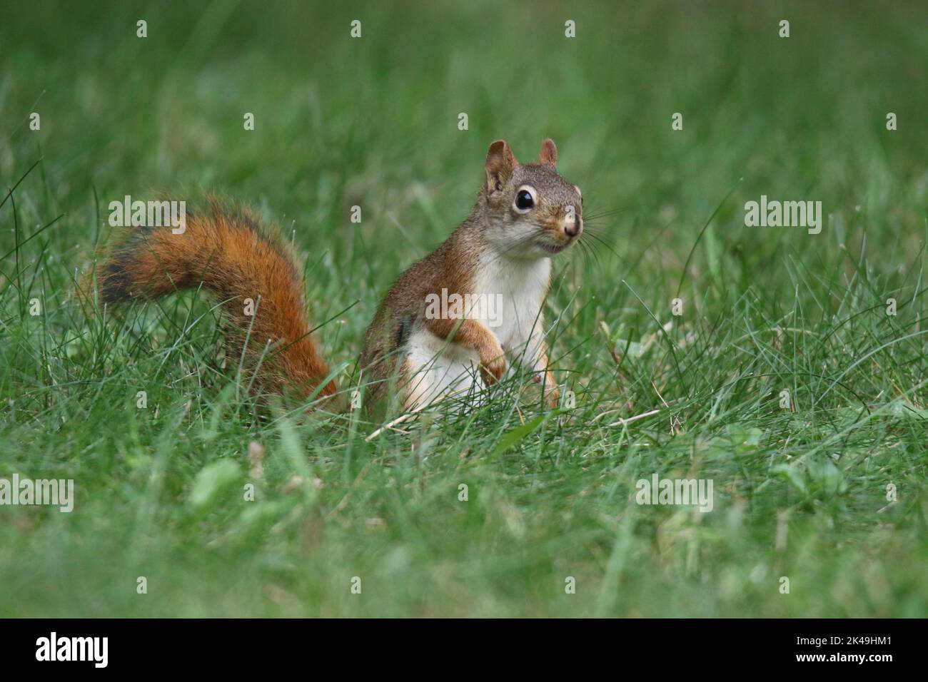 Red squirrel Tamiasciurus hudsonicus out foraging for food in grass in a back yard in Fall Stock Photo