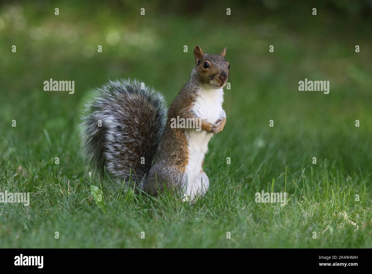 An Eastern gray squirrel Sciurus carolinensis looking for food in the