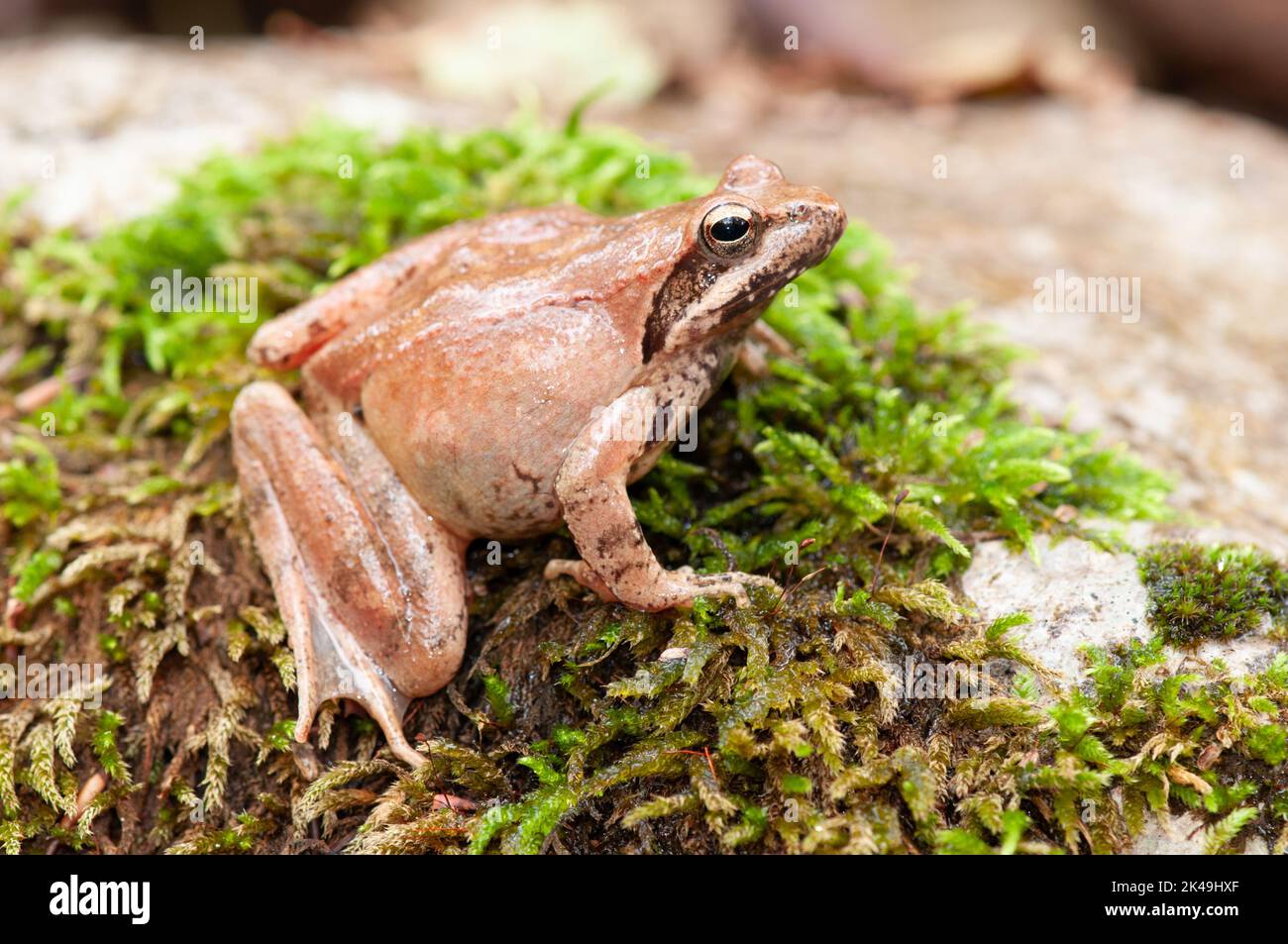 Rana italica in paesaggio autunnale Stock Photo Alamy