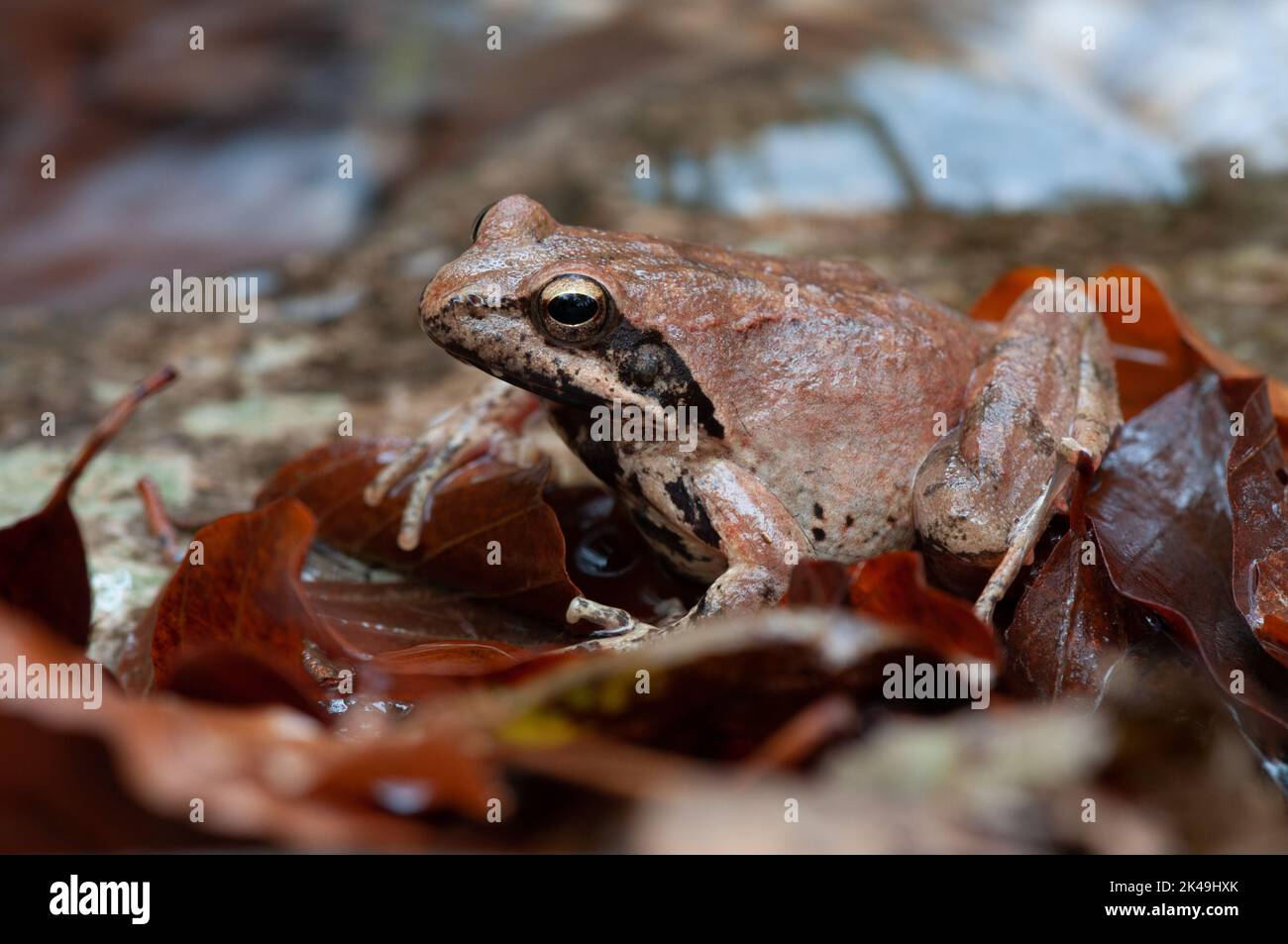 Rana italica in paesaggio autunnale Stock Photo Alamy