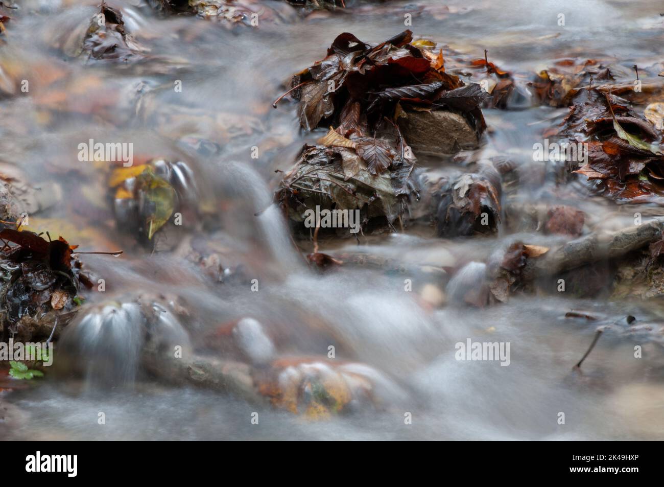 Foglie autunnali su torrente,monti Picentini,Campania,Italia Stock Photo