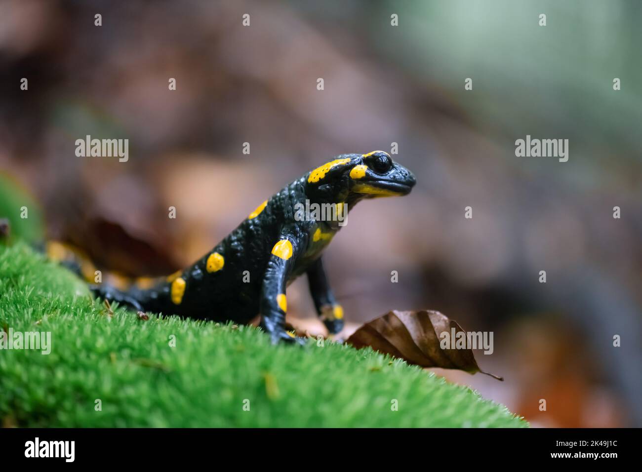 Adult fire salamander on green moss in autumn forest Stock Photo