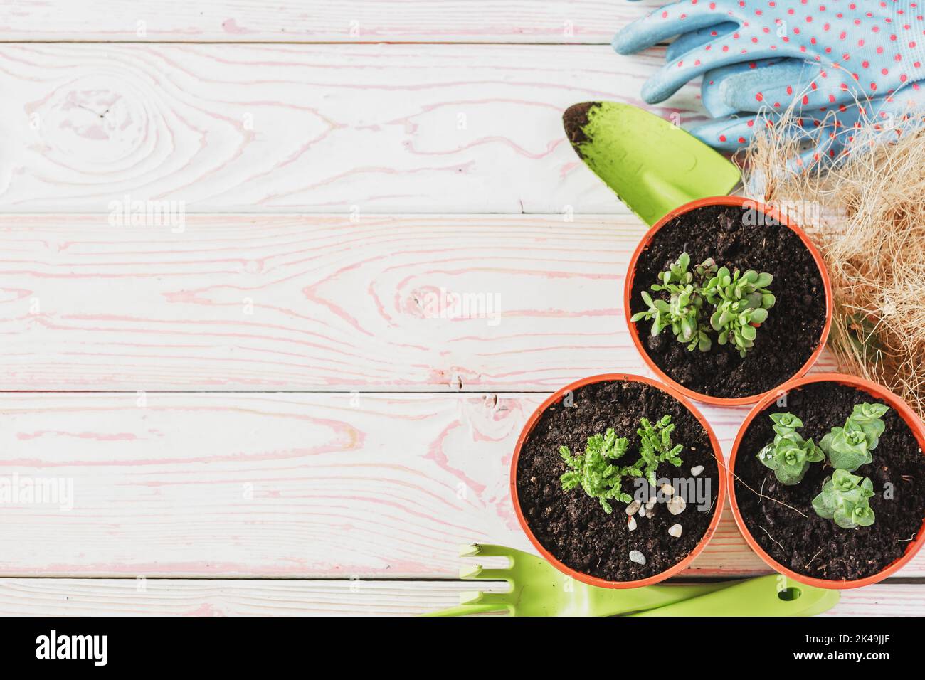 Collection of various house plants, gardening gloves, potting soil and